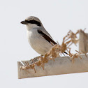 Southern Grey Shrike