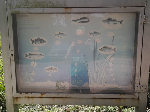 Teichfische Im Kaisergarten