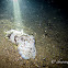 Broadclub Cuttlefish