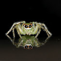 Jumping Spider