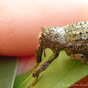 Elephant Weevil
