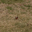 American Robin