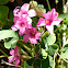 Vinagrillo Rosado