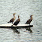 Double-crested Cormorant