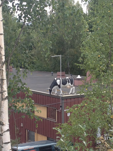 Lehmä Katolla