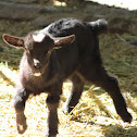 Domestic goat