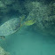 Honu