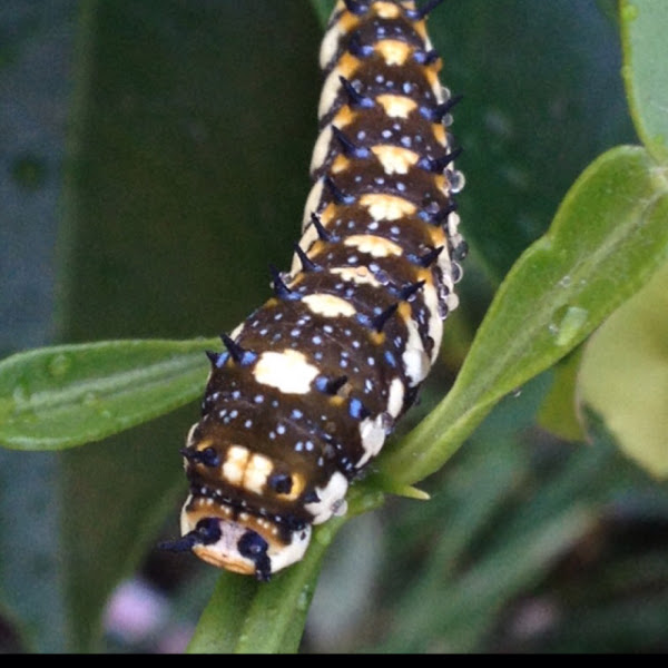Dainty Swallowtail Caterpillar, Dingy Swallowtail Caterpillar. Citrus