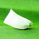 White Flatid Planthopper