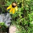 Coneflower /Black-eyed Susan