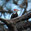 Pileated Woodpecker