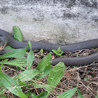 Southern Black Racer