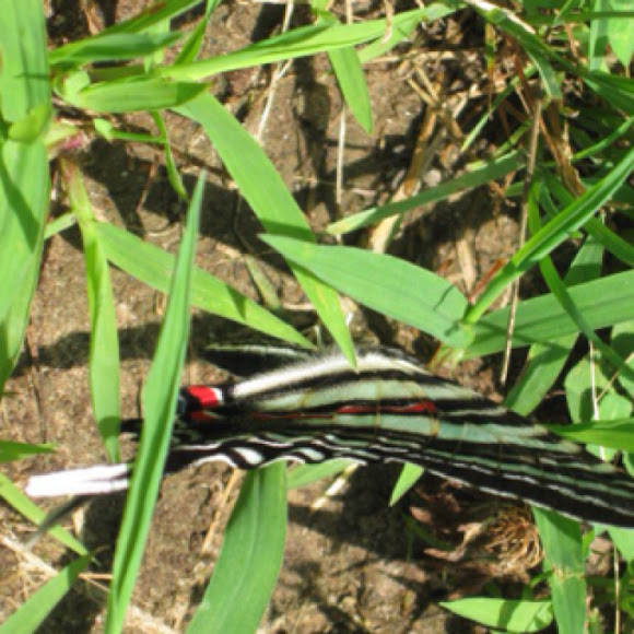 Spotting Image 1
