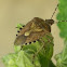 Hairy Shield bug