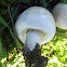 Field mushroom