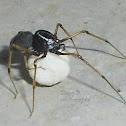 Spitting Spider