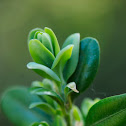 Boxwood