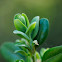 Boxwood