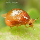 Beetle fly