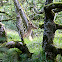 Fallow deer