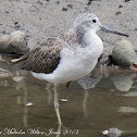 Greenshank
