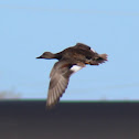 Gadwall