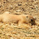 Black Tailed Prairie Dog