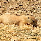 Black Tailed Prairie Dog