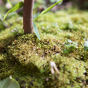 Green Moss