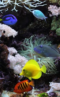 How to install Aquarium Live Wallpaper 2.0 mod apk for laptop