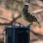 Western Bowerbird