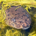 American Bullfrog Tadpole