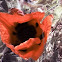  Red Poppy