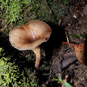 Cantharelloid fungus -1