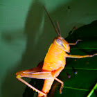 Grasshoper.