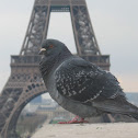 Pombo