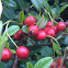 Cotoneaster