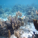 Unknown Fan coral