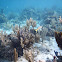 Unknown Fan coral