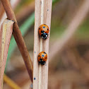 Seven-spotted Ladybug