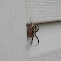 Black and Yellow Garden Spider with Egg Sac