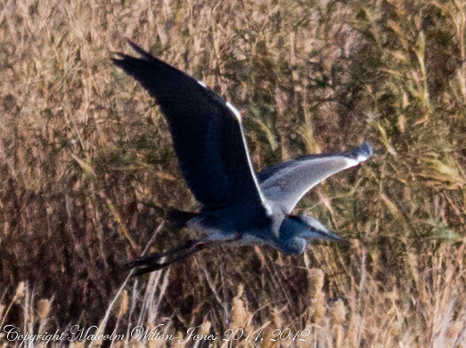 Grey Heron