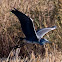 Grey Heron