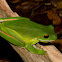 White-lipped Treefrog