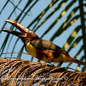 Arasarí fajado (Chestnut-eared aracari)