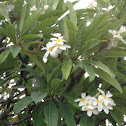 Plumeria