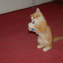 Kitten