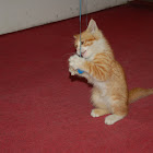 Kitten