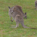 Eastern Grey Kangaroo