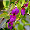 Costa Rican butterfly vine
